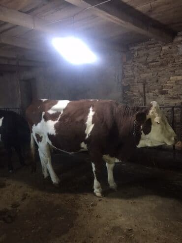 yerli cins inekler: Simmental inek bordaq,400 kq eti olar — 2