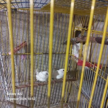 3D panellər: Amadin benqal ag cutler tapilmayan rünglerdir tergiziremndeyensatiram — 2