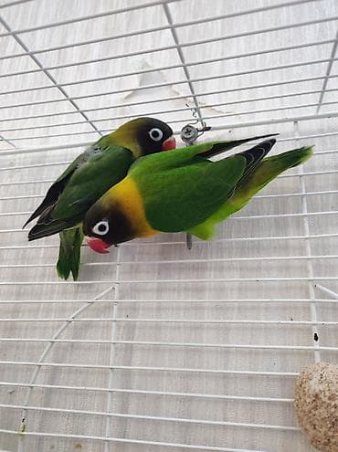 2 ədəd fişer 1 aylıq balalardır, aktiv və yemə öyrəşiblər. 🦜 Ələ