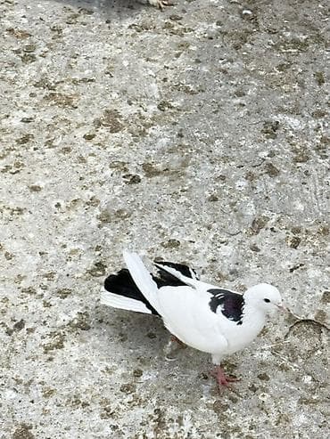 bulbul quşu: Göyercinler boynu gulu eni quyruq tam saqlam — 4