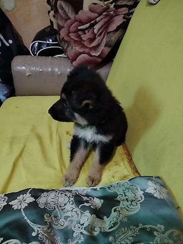 2 ay, Erkek, Sənədli