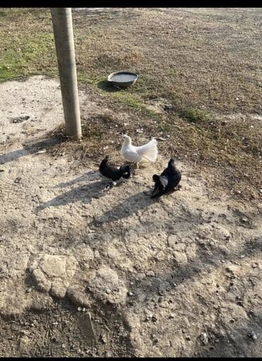 Аквариумы: London pavlinleri 2 ana 1 bala 30m UNVAN ŞƏKİ İri lelekli başı kekili — 1