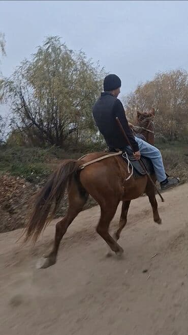 Daewoo: Minik atı – qır rəng, çevik və dözümlü - İstifadə sahəsi: minik və — 3