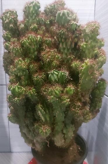 nej cen: Kaktus (sukkulent) – iri ölçülü, çoxgövdəli kol forması cox illik gül — 1