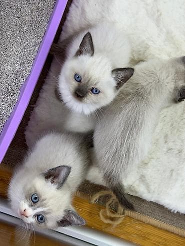 gence heyvan: Siam — 7