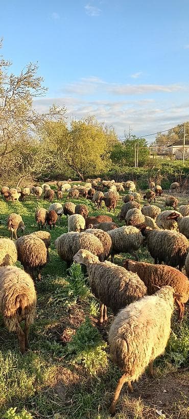 Evella salam 200 baş qoyunu quzlu heyvan satlir isdyen elaqe saxliyib