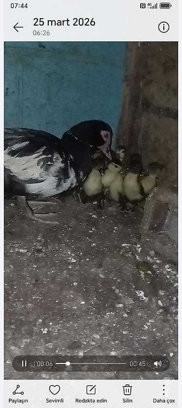 2 ayliq cuceler: Lavanda 1 ana 10 bala balalar 12 gunnuy du bugün tam saglamdilar — 4