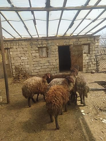 Hinduşkalar: Erkək Qala qoçları satılır Cavan heyvanlardı 3 dənə qırxılmışdar 850 — 3