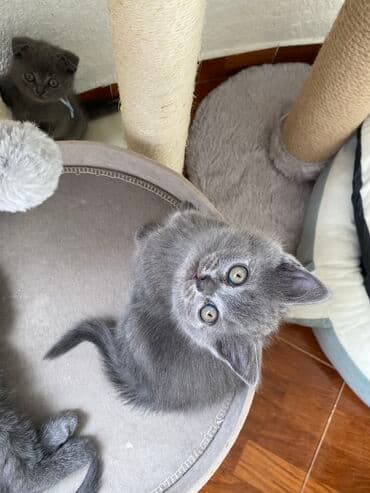 породистые котята даром: Шотландская, Самец, Самка, Самовывоз — 9