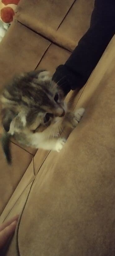 şotland pişiyi satılır: Şotland yastı qulaq, Dişi, Yaxşı əllərə, Ünvandan götürmə — 6