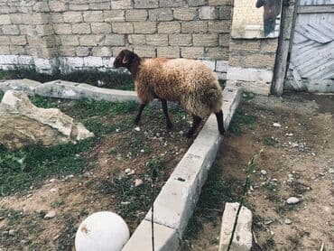 сколько стоят собаки: Самка, лет: 3, 35 кг, Для разведения, Самовывоз — 3