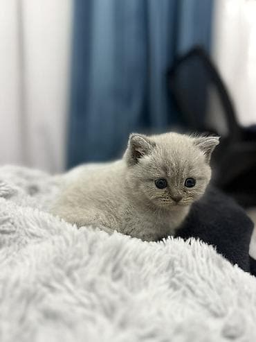 sirin pişik balalari: Britan — 2