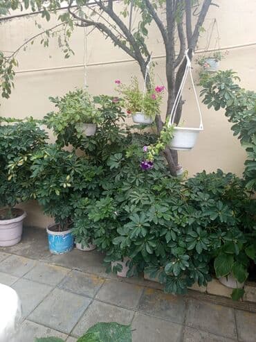 куплю комнатные растения: Şefler ve her cür ev güllərin satışı mövcudu isdediyiniz gülün — 2