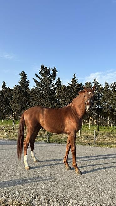 Erkək, Ərəb, il: 3, Pulsuz çatdırılma