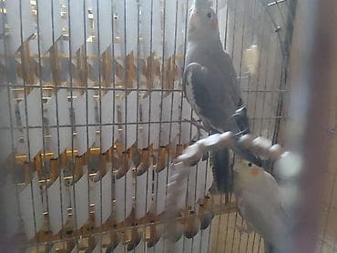 попугай корелла: Ikim dənə papuqay (dişi) (erkək) cütü qəfəsidə üzərində - Növ: Nimfa — 3