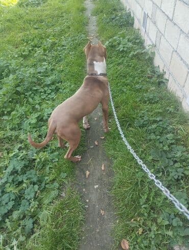 пекинес цена в баку: Питбуль — 2