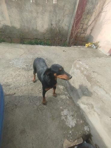 Digər heyvanlar: Doberman — 6