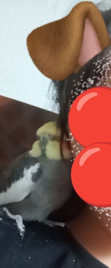 мейн кун купить в баку: 9 aylıq korella satılır erkekdir 9 ayliqdir qəfesi SU qabı yem qabı — 10