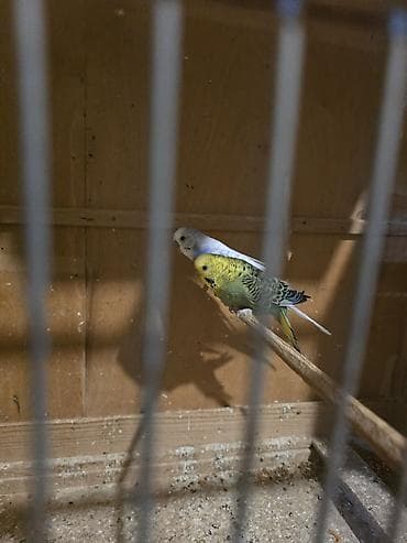 jako tutuqusu satilir: Bala vermeyen quwlardi, tecili satilir sari dișidi, qalanlar erkek — 3