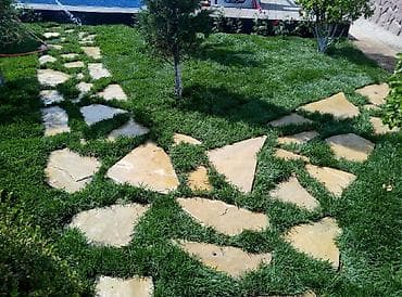 gül toxum satışı: Super qazon enli yarpaq sıx və alaqsız hörmetli ve deyerli — 10