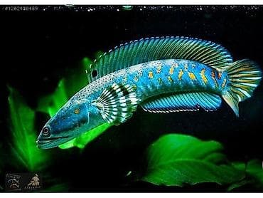 qızıl balıq akvarium: Yırtıcı — 1