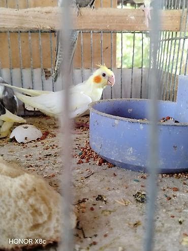 feniks quşu: Nimfalara (Cockatiel) aid quşlar - Növ: Nimfa (Cockatiel), daraqlı — 2
