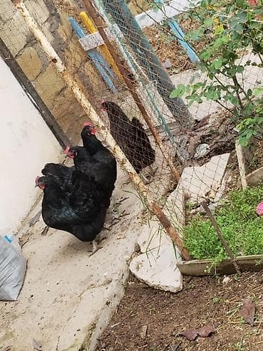 qara avstralop neyin cinsidir: Qara avstrolop toyuqlar .temiz qan.yunurtlayirlar,7ayliqdilar unvan — 2