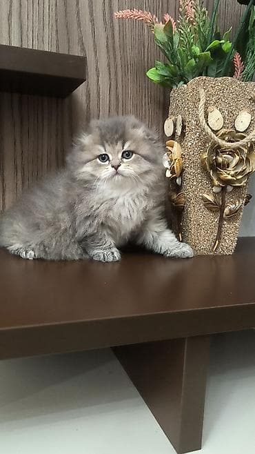 Tam sağlam uzuntüklü balalar saf Qandi. Ana ve ata şəkillərini ciddi