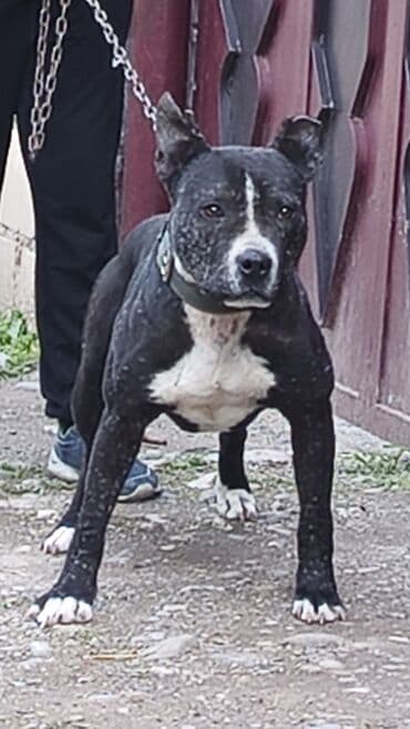 İtlər: Pitbul, 5 il, Erkek, Peyvəndli