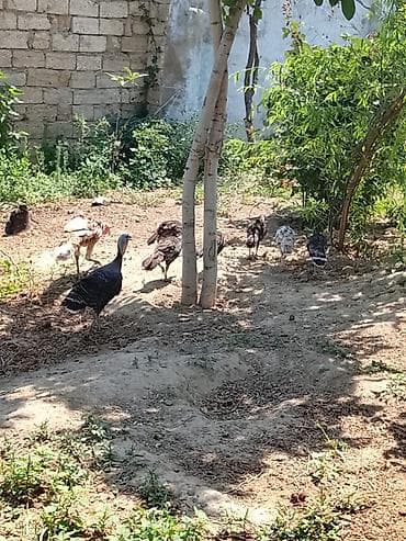 quş xana: 22 toyuğ 2 dənə Beçə 6 hinduşqa ((3 aylığdılar)) 1 ana Hinduşqa 1 — 7