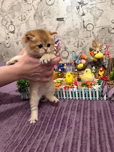 Britan, Erkək, Dişi, Yaxşı əllərə, Rayonlara çatdırılma, Ödənişli çatdırılma, Ünvandan götürmə