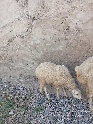 heyvan satisi: Ekiz quzuLu qoyun satıLır quzuLar dişidir ana qoçunu aLıb — 4