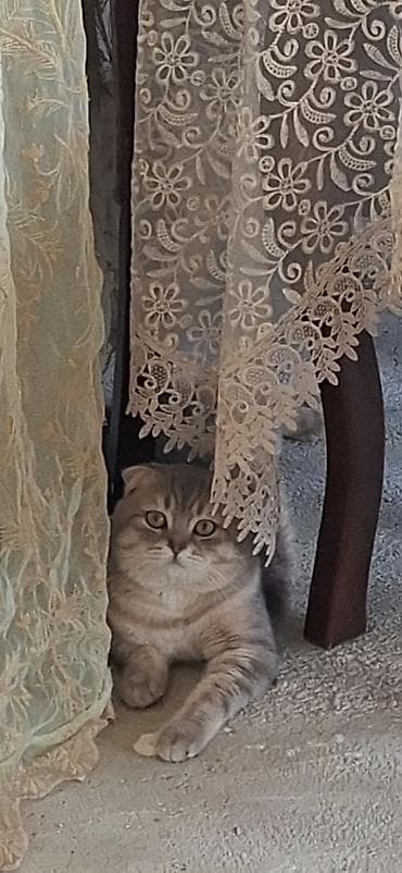 lalafo pişiklər: Şinşilla, Erkək — 3