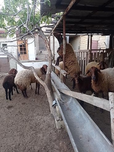 tap. az itler: Qoyun sürüsü 35 baş – ət və yun istehsalı üçün - Növ: Yerli — 9