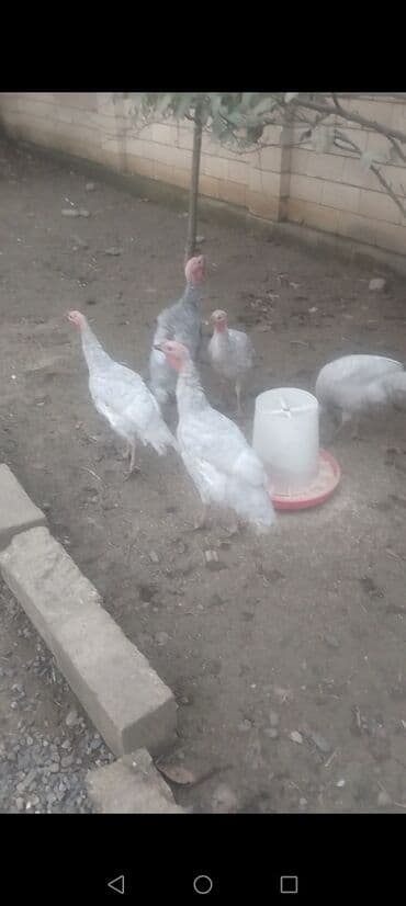 ağ pişik: Dişi, Kanada, Damazlıq, Ödənişli çatdırılma — 5