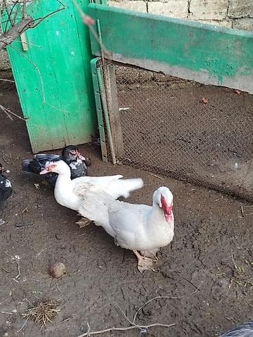 ördeyler: Lal ördəklər satilir 15 20 ədəd var yumurtluyurlar erkəklər 30 35 — 6