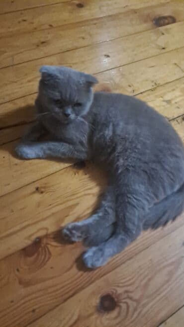 отдам котенка в хорошие руки: Британская вислоухая — 6