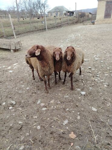 1 𝗾𝗼𝗰. 2 𝘁𝗼𝗴𝗹𝘂 𝘀𝗮𝘁𝗶𝗹𝗶𝗿 .𝗾𝗼𝗰𝘂𝗻 2 𝘆𝗮𝘀𝗶 𝘃𝗮𝗿. 𝗧𝗼𝗴𝗹𝘂𝗹𝗮𝗿 11 𝗮𝘆𝗹𝗶𝗾 𝗤𝗼𝗰𝘂𝗻 35