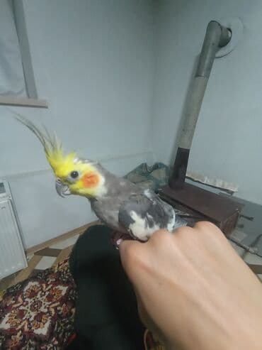 rəngli quşlar: Məhsul: Nimfa tutuquşusu (Cockatiel) Təsvir: - Rəng: sarı baş və — 4