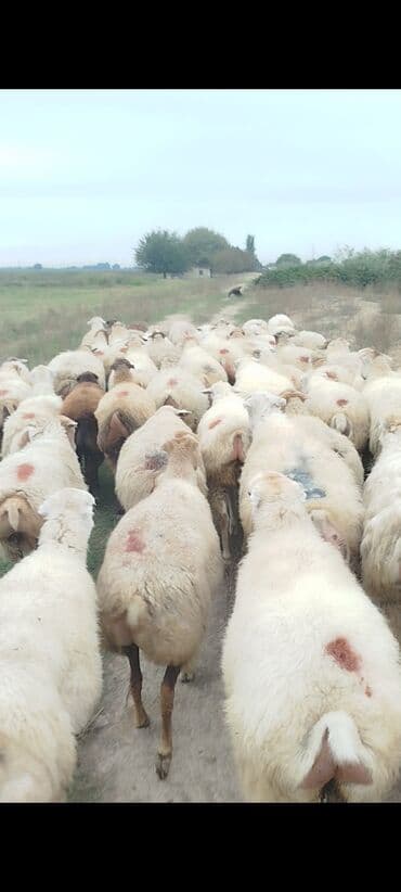 bakida cins ineklerin satisi: Dişi, il: 1, 50 kq, Damazlıq, Ünvandan götürmə — 14