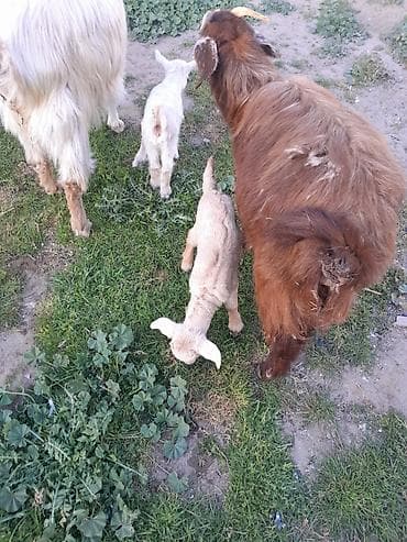 keci satisi: Dişi, Zanen, il: 1, 40 kq, Südlük, Ünvandan götürmə — 7