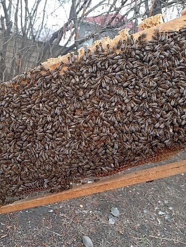 ari satişi: 13 ədəd Arı ailəsi satılır. arılar tam sağlamdır bütün dərmanlar — 2