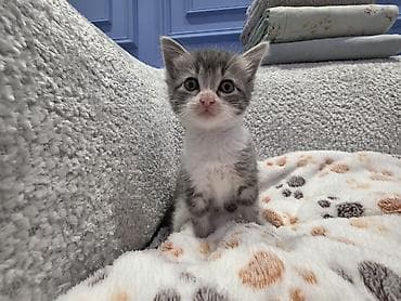 siyamski pişik: Yaxşı əllərə — 1