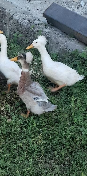 cex quslar: Məhsul: kekilli, Taclı ördəklər (başında tüklü “tac” olan dekorativ — 1