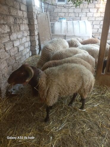 hinduşqa balası: Qoç satılır .buynuzlu qoç 650 manata beyləqan 1000 manat sonudu.qoyun — 6