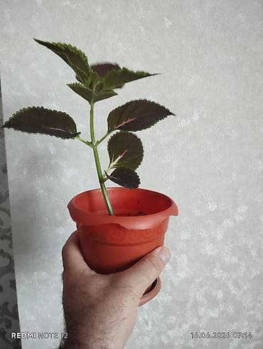 xlorofitum bitkisi: Otaq bitkisi – Kolеus (Coleus) fidanı, plastik dibçəkdə — 2