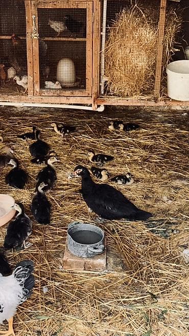 danisan quslar: Muscovy ördək balaları (barbariska) – təsərrüfatda böyüdülmüş, aktiv — 7