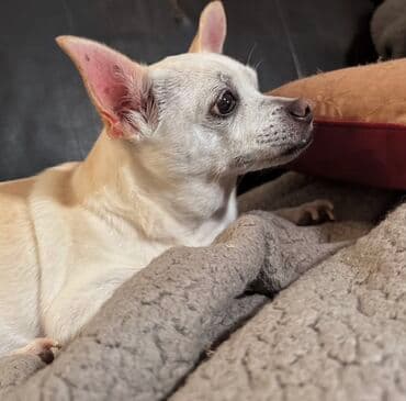 купить щенка чау чау: Чихуахуа — 2