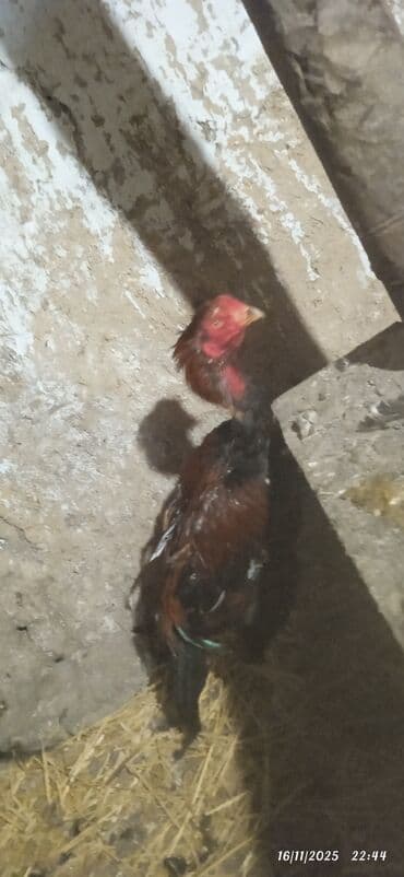 qoyun satisi tap.az: Şəbap (Aseel tipli) xoruz - Cins: uzunboyunlu, qalın sümüklü, güclü — 1