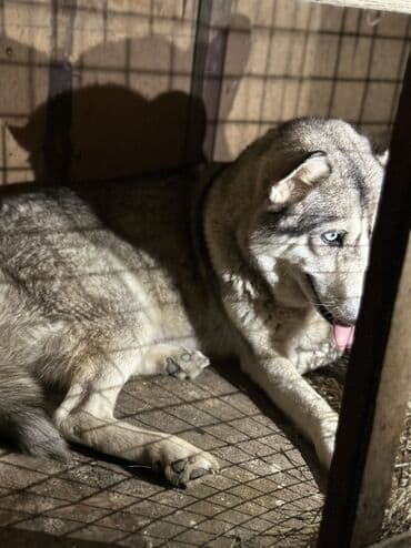 купить хаски щенка: Хаски, 1 месяц, Самец, С прививками, Платная доставка — 7